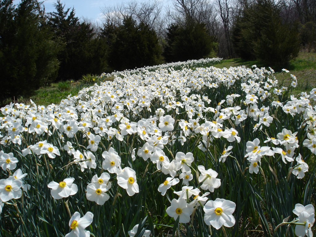 DSC01077 Edna Earls 2005-04-09 Spring flowers