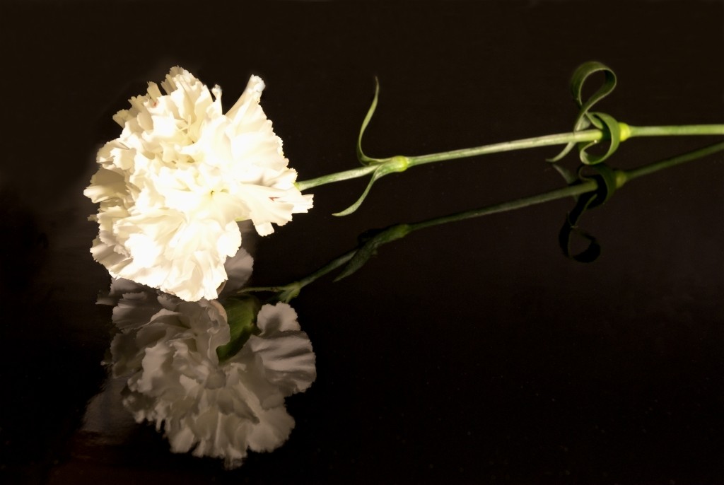 Reflected Carnation White carnation
