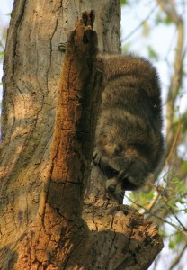 Raccoon in tree Raccoon