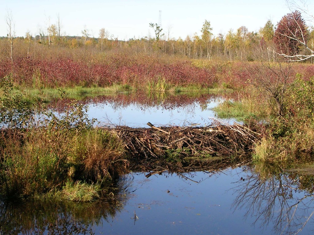 beaver dam