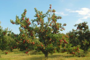fruit