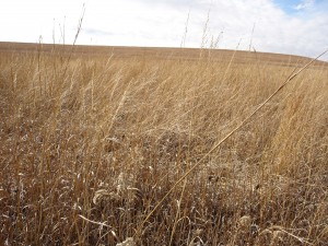 waves of grain