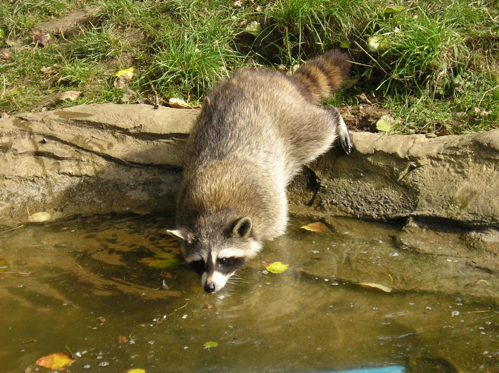 Raccoon drinking Raccoon in stream