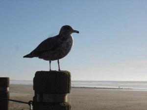 sea